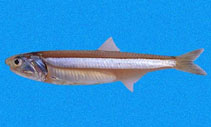 Image of Anchoa ischana (Sharpnose anchovy)
