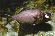 To FishBase images (<i>Anomalops katoptron</i>, Indonesia, by Steene, R.)
