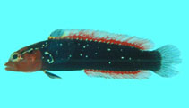 To FishBase images (<i>Anisochromis kenyae</i>, Comoros, by Winterbottom, R.)
