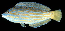 Image of Anampses lennardi (Blue-and-yellow wrasse)