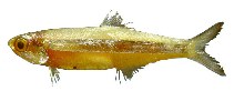 Image of Anchoviella lepidentostole (Broadband anchovy)