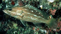To FishBase images (<i>Anyperodon leucogrammicus</i>, Palau, by Randall, J.E.)