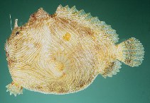 To FishBase images (<i>Antennatus linearis</i>, Hawaii, by Randall, J.E.)