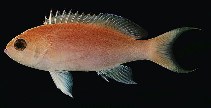 To FishBase images (<i>Pseudanthias lunulatus</i>, Mauritius, by Randall, J.E.)
