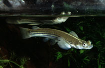 To FishBase images (<i>Anableps microlepis</i>, by Hippocampus-Bildarchiv)