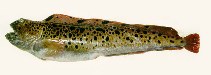 To FishBase images (<i>Anarhichas minor</i>, by Dolgov, A.)