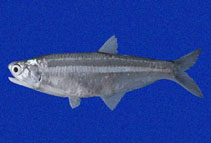 To FishBase images (<i>Anchoa mundeola</i>, Panama, by Robertson, R.)