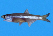 To FishBase images (<i>Anchoa nasus</i>, El Salvador, by Robertson, R.)