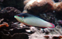 To FishBase images (<i>Anampses neoguinaicus</i>, New Caledonia, by Dubosc, J.)