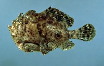 To FishBase images (<i>Antennarius ocellatus</i>, by Flescher, D.)
