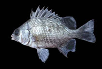 To FishBase images (<i>Anisotremus pacifici</i>, Panama, by Allen, G.R.)