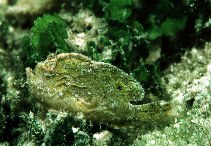 Image of Antennarius pauciradiatus (Dwarf frogfish)
