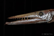 To FishBase images (<i>Anotopterus pharao</i>, by DESCNA)