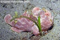 Image of Antennarius pictus (Painted frogfish)