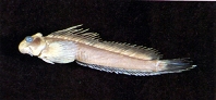 To FishBase images (<i>Andamia reyi</i>, Chinese Taipei, by Shao, K.T.)