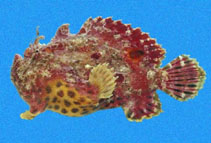 To FishBase images (<i>Antennarius sanguineus</i>, Panama, by Robertson, R.)