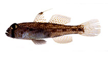 To FishBase images (<i>Ancistrogobius squamiceps</i>, Japan, by Senou, H.)