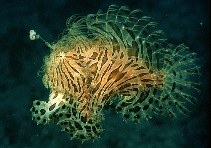 To FishBase images (<i>Antennarius striatus</i>, Papua New Guinea, by Randall, J.E.)