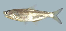 Image of Anchovia surinamensis (Surinam anchovy)