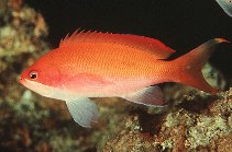 To FishBase images (<i>Pseudanthias taeniatus</i>, by Randall, J.E.)