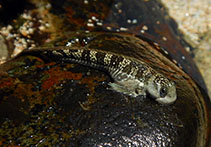 To FishBase images (<i>Andamia tetradactylus</i>, Indonesia, by Lenagan, J.)