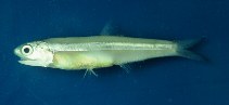 Image of Anchoa tricolor (Piquitinga anchovy)