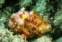 To FishBase images (<i>Antennatus tuberosus</i>, Hawaii, by Randall, J.E.)