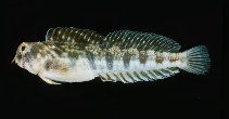 To FishBase images (<i>Antennablennius variopunctatus</i>, Oman, by Randall, J.E.)
