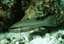 To FishBase images (<i>Apogon abrogramma</i>, Maldives, by Randall, J.E.)