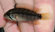 To FishBase images (<i>Apistogramma acrensis</i>, Bolivia, by Habluetzel, P.)