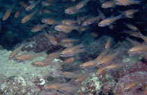 Image of Paroncheilus affinis (Bigtooth cardinalfish)