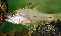 To FishBase images (<i>Apogon amboinensis</i>, New Caledonia, by Pöllabauer, C.)