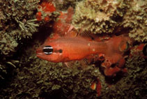 To FishBase images (<i>Apogon americanus</i>, Brazil, by Guimarães, R. Z. P.)