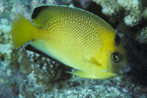 To FishBase images (<i>Apolemichthys armitagei</i>, by Randall, J.E.)