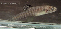 Image of Kosswigichthys asquamatus (Scaleless killifish)