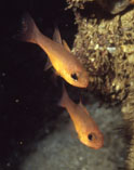 To FishBase images (<i>Apogon atradorsatus</i>, Galapagos Is., by Wirtz, P.)