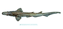 To FishBase images (<i>Apristurus australis</i>, Australia, by Graham, K.)