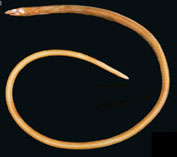Image of Apterichtus australis (Snake eel)