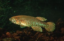 To FishBase images (<i>Aphyosemion bamilekorum</i>, Cameroon, by Seegers, L.)