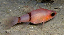 To FishBase images (<i>Apogon binotatus</i>, Jamaica, by Steele, M.A.)