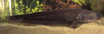 To FishBase images (<i>Apteronotus bonapartii</i>, by Childs, K.)
