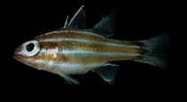 To FishBase images (<i>Apogon brevispinis</i>, French Polynesia, by Randall, J.E.)