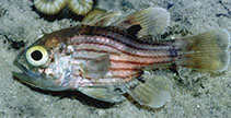To FishBase images (<i>Apogonichthyoides brevicaudatus</i>, Australia, by Allen, G.R.)