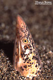 Image of Apterichtus caecus (European finless eel)