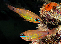 To FishBase images (<i>Apogon capricornis</i>, New Caledonia, by Bajol, R.)