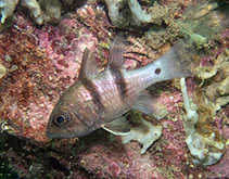 To FishBase images (<i>Apogonichthyoides cathetogramma</i>, Hong Kong, by Nicole Kit@114°E Hong Kong Reef Fish Survey)