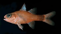 To FishBase images (<i>Apogon caudicinctus</i>, Pitcairn, by Randall, J.E.)
