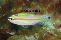 To FishBase images (<i>Apogon cavitensis</i>, Philippines, by Bos, A.R.)