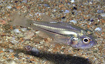 Image of Apogon ceramensis (Mangrove cardinalfish)