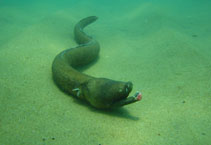 Image of Aplatophis chauliodus (Fangtooth snake-eel)
